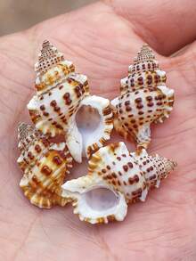 5pcs/15pcs/30pcs Kerang Laut Alami yang Indah (Kerang dengan Pola Kulit Buaya) Kerang Conch, Cocok untuk Dekorasi Pernikahan, Lonceng Angin DIY dan Kerajinan Tangan - Kerang Conch Alami, Digunakan untuk Lanskap Akuarium, Dekorasi Tangki Ikan dan Properti Fotografi, Hadiah Halloween - Mengatur - View 3