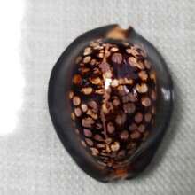 1pc Brown Large Turtle Shell Cowrie (Chocolate Cowrie) Seashell - Mysterious Rare Seashell Craft, Aquarium Decor, Aquarium Decoration Theme Display, Fish Tank Aquarium Landscape Decoration, Micro Landscape Home Decor, Photography Prop Display - A - View 5