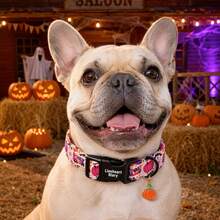 Lionheart Glory Halloween Dog Collar, Pumpkin & Bat Print, Adjustable Autumn Dog Collar, Dog Party Pet Gift - Multicolor - View 7