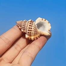 5pcs/15pcs/30pcs Kerang Laut Alami yang Indah (Kerang dengan Pola Kulit Buaya) Kerang Conch, Cocok untuk Dekorasi Pernikahan, Lonceng Angin DIY dan Kerajinan Tangan - Kerang Conch Alami, Digunakan untuk Lanskap Akuarium, Dekorasi Tangki Ikan dan Properti Fotografi, Hadiah Halloween - Mengatur - View 5