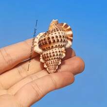 5pcs/15pcs/30pcs Kerang Laut Alami yang Indah (Kerang dengan Pola Kulit Buaya) Kerang Conch, Cocok untuk Dekorasi Pernikahan, Lonceng Angin DIY dan Kerajinan Tangan - Kerang Conch Alami, Digunakan untuk Lanskap Akuarium, Dekorasi Tangki Ikan dan Properti Fotografi, Hadiah Halloween - Mengatur - View 6