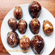 1pc Brown Large Turtle Shell Cowrie (Chocolate Cowrie) Seashell - Mysterious Rare Seashell Craft, Aquarium Decor, Aquarium Decoration Theme Display, Fish Tank Aquarium Landscape Decoration, Micro Landscape Home Decor, Photography Prop Display - A - View 4