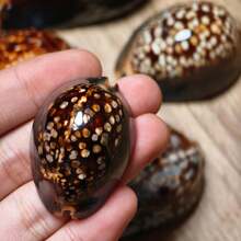 1pc Brown Large Turtle Shell Cowrie (Chocolate Cowrie) Seashell - Mysterious Rare Seashell Craft, Aquarium Decor, Aquarium Decoration Theme Display, Fish Tank Aquarium Landscape Decoration, Micro Landscape Home Decor, Photography Prop Display - A - View 7
