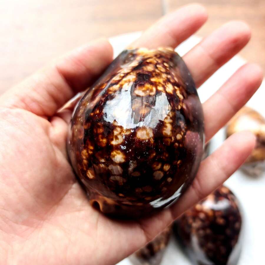 1pc Brown Large Turtle Shell Cowrie (Chocolate Cowrie) Seashell - Mysterious Rare Seashell Craft, Aquarium Decor, Aquarium Decoration Theme Display, Fish Tank Aquarium Landscape Decoration, Micro Landscape Home Decor, Photography Prop Display