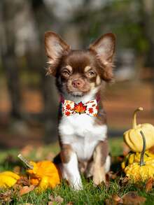 3/10/30/60Pcs Autumn Thanksgiving Maple & Pumpkin Pet Bow Ties, Adjustable Elastic Ribbon Decor, Multi Patterns For Small & Medium Dogs & Cats, Pet Photoshoot Props For Daily & Party, Ideal Gifts For Pet Birthday, Thanksgiving & Christmas - Multicolor - View 5