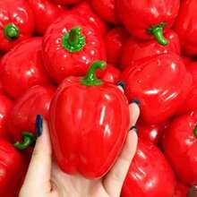 Realistic Sweet Pepper Squeeze Fidget Toy Crunch ASMR Sound Effect Stress Relief Decompression Toy For Adults - Multicolor - View 4