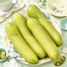 1pc Trending Viral Oversized Realistic Pickle Maltose Filled Toy, Stretchable Soft Stress Relief Squeeze Toy, Funny Novelty Sensory Toy For Adults, Desktop Decor & Birthday Surprise Gift - Multicolor - View 5