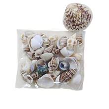 56g 0.39-0.98 Inch Mixed Shells And Conch, Aquarium Decoration Shells, Suitable For Aquarium Decoration Enthusiasts, Gifts, Craft Material Kits, Halloween Gifts - Set - View 6