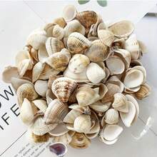 50g/100g/150g Light-Colored Triangle Shells | Elegant Spiral Shells - Suitable For Fish Tank, Aquarium Bottom Sand Filling, Bohemian Coastal Decor, Christmas Tree, Birthday Party Decoration, Wedding And Daily Use, Craft Materials, Halloween Gift - Set - View 10