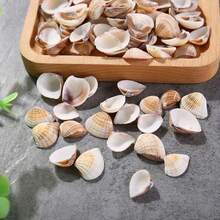50g/100g/150g Light-Colored Triangle Shells | Elegant Spiral Shells - Suitable For Fish Tank, Aquarium Bottom Sand Filling, Bohemian Coastal Decor, Christmas Tree, Birthday Party Decoration, Wedding And Daily Use, Craft Materials, Halloween Gift - Set - View 2