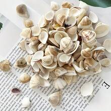 50g/100g/150g Light-Colored Triangle Shells | Elegant Spiral Shells - Suitable For Fish Tank, Aquarium Bottom Sand Filling, Bohemian Coastal Decor, Christmas Tree, Birthday Party Decoration, Wedding And Daily Use, Craft Materials, Halloween Gift - Set - View 9