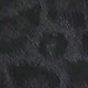 Black Leopard Print