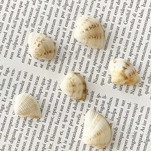 50g/100g/150g Light-Colored Triangle Shells | Elegant Spiral Shells - Suitable For Fish Tank, Aquarium Bottom Sand Filling, Bohemian Coastal Decor, Christmas Tree, Birthday Party Decoration, Wedding And Daily Use, Craft Materials, Halloween Gift - Set - View 5
