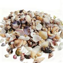 56g 0.39-0.98 Inch Mixed Shells And Conch, Aquarium Decoration Shells, Suitable For Aquarium Decoration Enthusiasts, Gifts, Craft Material Kits, Halloween Gifts - Set - View 4