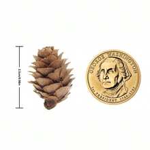 20/50 Buah DIY Pinus Palsu Mini Praktis Dekoratif Pinus Kerucut Pinus Musim Gugur Musim Dingin Liburan Pinus Buatan Realistis Dekorasi Karangan Bunga Natal Rumah Hadiah - Coklat - View 2