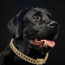 Rhinestone Gold Dog Collar, Hip Hop Style Gold Dog Necklace, Big Gold Chain Cat Collar, Full Rhinestone Fashion Pet Collar - Gold - View 4