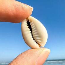 Siput Harta Karun Cincin Emas | Siput Kecil dengan Pola Unik - Cocok untuk Kreasi Lanskap Mikro Akuarium Tangki Ikan, Pengganti Cangkang Eksklusif Kepiting Laut Mini, Lonceng Angin Keong, Bahan Liontin Aksesori, Hadiah Halloween - Mengatur - View 7