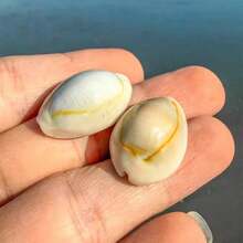 Siput Harta Karun Cincin Emas | Siput Kecil dengan Pola Unik - Cocok untuk Kreasi Lanskap Mikro Akuarium Tangki Ikan, Pengganti Cangkang Eksklusif Kepiting Laut Mini, Lonceng Angin Keong, Bahan Liontin Aksesori, Hadiah Halloween - Mengatur - View 4