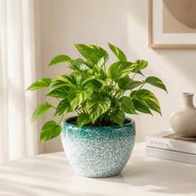 Live Fragrant Gardenia Blooming Plant Complete With Glazed Ceramic Pot, Ornamental White Flower Greenery, Easy‑Care Desktop Potted Plant For Bedroom Balcony Home Interior Decoration - B - View 2