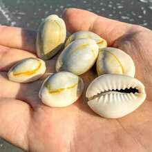 Siput Harta Karun Cincin Emas | Siput Kecil dengan Pola Unik - Cocok untuk Kreasi Lanskap Mikro Akuarium Tangki Ikan, Pengganti Cangkang Eksklusif Kepiting Laut Mini, Lonceng Angin Keong, Bahan Liontin Aksesori, Hadiah Halloween - Mengatur - View 3