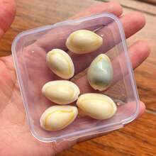 Siput Harta Karun Cincin Emas | Siput Kecil dengan Pola Unik - Cocok untuk Kreasi Lanskap Mikro Akuarium Tangki Ikan, Pengganti Cangkang Eksklusif Kepiting Laut Mini, Lonceng Angin Keong, Bahan Liontin Aksesori, Hadiah Halloween - Mengatur - View 14