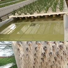 20/10pcs Plastic Hydroponic Vegetable Baskets (With Square Sponge Planting Baskets), Secures Seeds, Prevents Drifting, Transparent To See Roots, Balcony Greenhouse Hydroponic System Accessories, Soil-Free Planting Cups - A - View 5