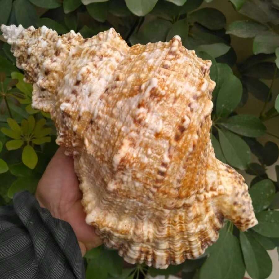 Large Conch Shell, Golden Conch, Big Frog Conch, Stone Conch, White Coral, Starfish Decor (Blowable), Fish Tank, Landscape, Home Decor, Aquarium Decor, Living Room Decor - 1PC - View 1