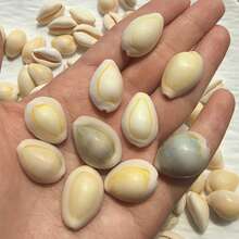 Siput Harta Karun Cincin Emas | Siput Kecil dengan Pola Unik - Cocok untuk Kreasi Lanskap Mikro Akuarium Tangki Ikan, Pengganti Cangkang Eksklusif Kepiting Laut Mini, Lonceng Angin Keong, Bahan Liontin Aksesori, Hadiah Halloween - Mengatur - View 13