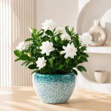 Live Fragrant Gardenia Blooming Plant Complete With Glazed Ceramic Pot, Ornamental White Flower Greenery, Easy‑Care Desktop Potted Plant For Bedroom Balcony Home Interior Decoration - B - View 1