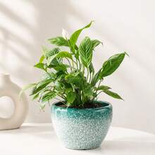 Live Fragrant Gardenia Blooming Plant Complete With Glazed Ceramic Pot, Ornamental White Flower Greenery, Easy‑Care Desktop Potted Plant For Bedroom Balcony Home Interior Decoration - B - View 5