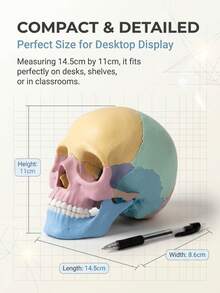 Human Skull Anatomy Model, 17-Piece Detachable Colored Skull Assembly Model With Knowledge Cards, Children's Science Education Learning Toy - Multicolor - View 9