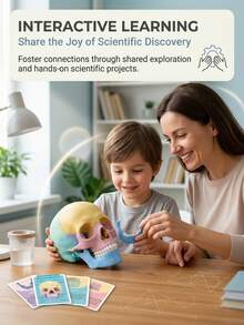 Human Skull Anatomy Model, 17-Piece Detachable Colored Skull Assembly Model With Knowledge Cards, Children's Science Education Learning Toy - Multicolor - View 8