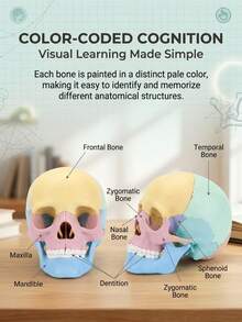 Human Skull Anatomy Model, 17-Piece Detachable Colored Skull Assembly Model With Knowledge Cards, Children's Science Education Learning Toy - Multicolor - View 4