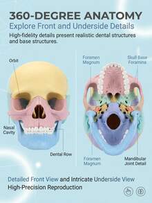 Human Skull Anatomy Model, 17-Piece Detachable Colored Skull Assembly Model With Knowledge Cards, Children's Science Education Learning Toy - Multicolor - View 5