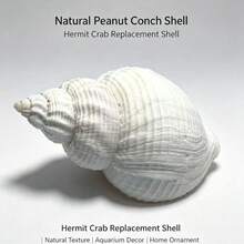 Natural White Sea Shell, Clear Texture, Pure White Clean Hermit Crab Replacement Shell, Fish Tank Decor, Home Decoration, Natural White Sea Shell, Aquarium Landscape, Hermit Crab Shell, Ocean Style Photography Decoration Ornament - 4-6 cm - View 2