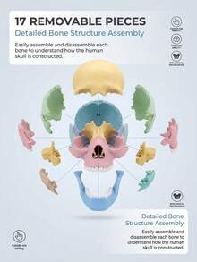 Human Skull Anatomy Model, 17-Piece Detachable Colored Skull Assembly Model With Knowledge Cards, Children's Science Education Learning Toy - Multicolor - View 3
