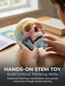 Human Skull Anatomy Model, 17-Piece Detachable Colored Skull Assembly Model With Knowledge Cards, Children's Science Education Learning Toy - Multicolor - View 6
