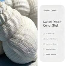 Natural White Sea Shell, Clear Texture, Pure White Clean Hermit Crab Replacement Shell, Fish Tank Decor, Home Decoration, Natural White Sea Shell, Aquarium Landscape, Hermit Crab Shell, Ocean Style Photography Decoration Ornament - 4-6 cm - View 4