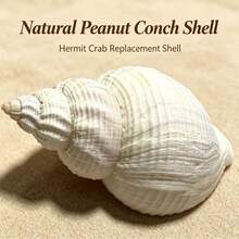Natural White Sea Shell, Clear Texture, Pure White Clean Hermit Crab Replacement Shell, Fish Tank Decor, Home Decoration, Natural White Sea Shell, Aquarium Landscape, Hermit Crab Shell, Ocean Style Photography Decoration Ornament - 4-6 cm - View 5
