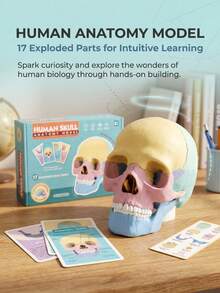 Human Skull Anatomy Model, 17-Piece Detachable Colored Skull Assembly Model With Knowledge Cards, Children's Science Education Learning Toy - Multicolor - View 1