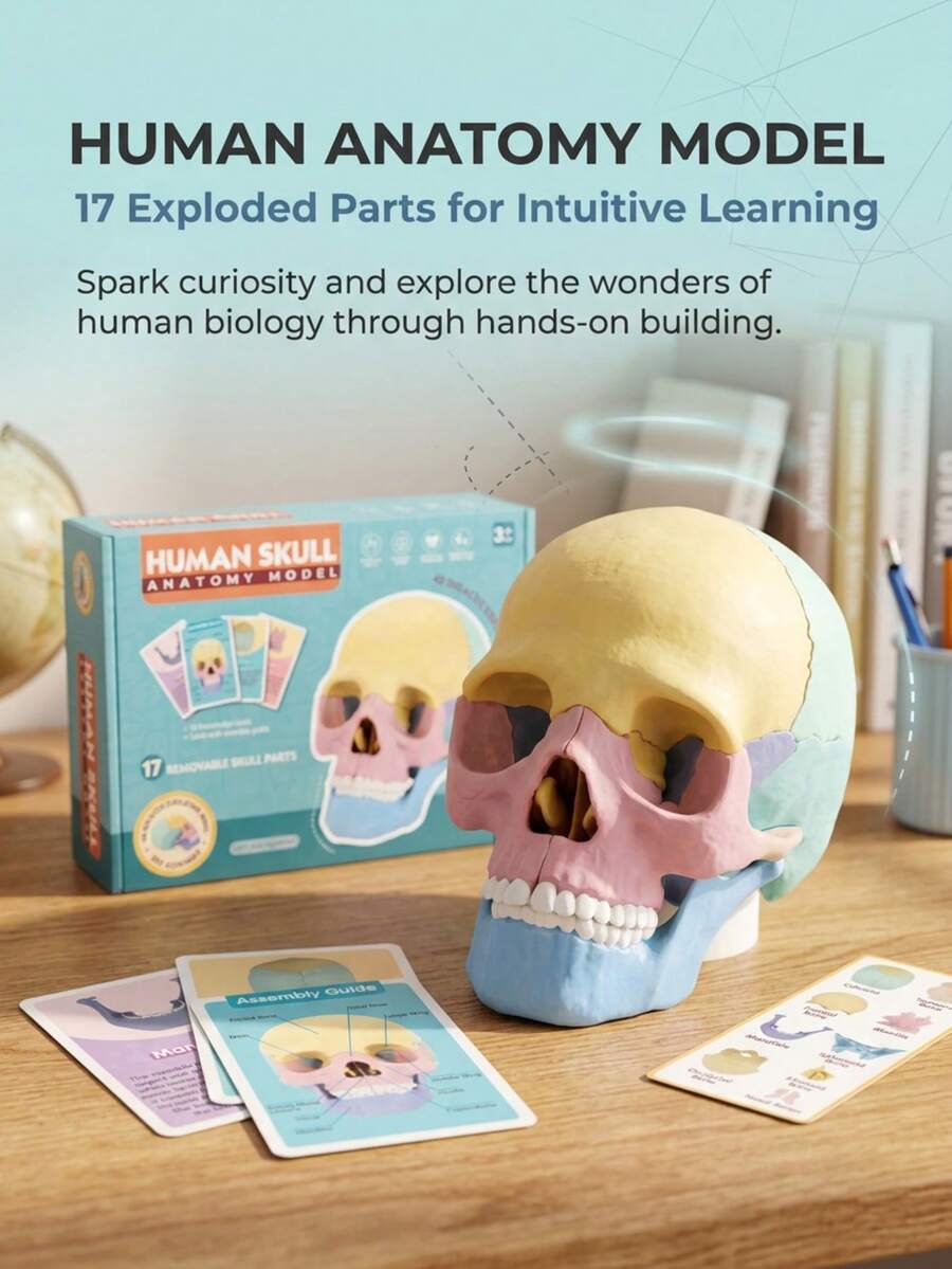 Human Skull Anatomy Model, 17-Piece Detachable Colored Skull Assembly Model With Knowledge Cards, Children's Science Education Learning Toy - Multicolor - View 1