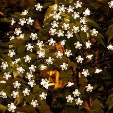 1pc 5m 7m 12m 20 50 100LED 8-Mode Solar Flower Fairy Lights, Outdoor Waterproof, Holiday Party Decoration, Garden Yard Decoration LED String Lights - Solar Cherry Blossom - View 3