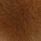 Ginger