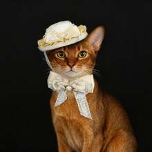 Vintage Lace Pet Hat & Bowknot Set, Short-Haired Cat & Dog Bowknot, Abyssinian Cat Wedding Style, Princess Style Accessory Headpiece, Suitable For Parties And Weddings - Multicolor - View 9