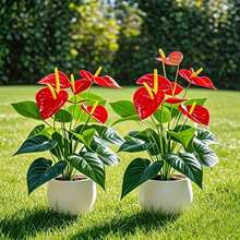 2pcs Artificial Poinsettia Plants, Red Flowers Green Leaves, Maintenance-Free Faux Flowers, Indoor/Outdoor Year-Round Decoration, Suitable For Wedding, Garden, Home, Valentine's Day, Holiday Decor, Realistic Artificial Ornamental Flowers - Multicolor - View 4