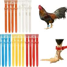 10/30/60pcs Adjustable Poultry Leg Bands, Made Of Non-Slip Plastic, Suitable For Chickens, Ducks, Geese And Other Birds, Convenient For Identification And Management, Designed As Reusable Identification Tags, Accessories, Chicken Accessories (Random Styles Shipped) - Multiple Styles - View 5