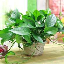 1pc Framed Potted Plant Stand, Plant Climbing Rack, Leaf Vine Trellis, Minimalist Metal Plant Support Stake, Leaf-Shaped Climbing Plant Support, Decorative Plant Rack, Suitable For Pothos, Ivy And Vine Plants - A - View 9