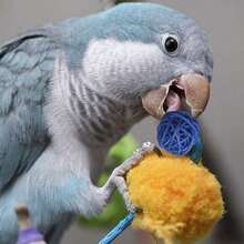 40/20pcs Woven Ball Bird Toys Parrot Chewing Toys 3cm/1.18in Parrot Chewing Toys Suitable For Small Parrots Conure Hamsters Rabbits Toys DIY Handicraft Decoration - A+B - View 7