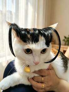 Pet Bangs Wig With Sideburns, Women's Universal Version, Funny Cartoon Bangs Hair Accessory For Cats And Dogs, Cute Pet Cosplay Photo Prop, Halloween Pet Costume Accessory, High-Temperature Fiber Pet Bangs Hair Accessory, Humorous Sideburns Wig Cosplay Accessory - Multicolor - View 8