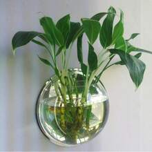 Wall-Mounted Transparent Acrylic Hydroponic Vase Fish Tank Plant Pot, Decorative Wall Hanging Ornament, Suitable For Living Room, Bedroom, Bathroom, Office - Fully Transparent Design + Landscaping Gifts - View 6